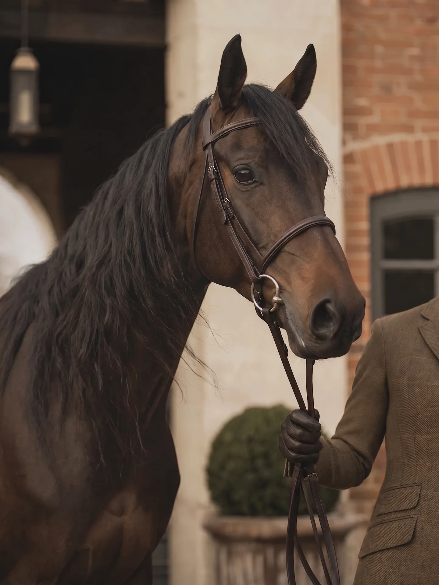 A dark hunter horse wearing a bridle outside the stables